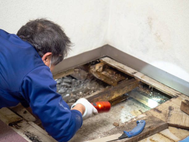 Best Home Mold Removal  in Ashdown, AR