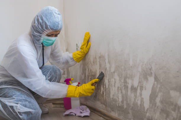 Best Mold Damage Repair  in Ashdown, AR