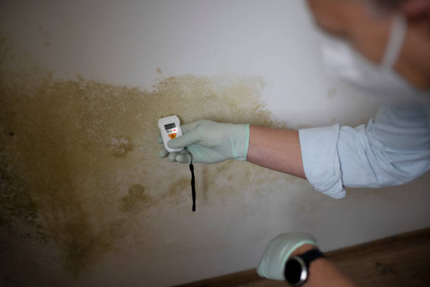 Best Same-Day Mold Removal  in Ashdown, AR
