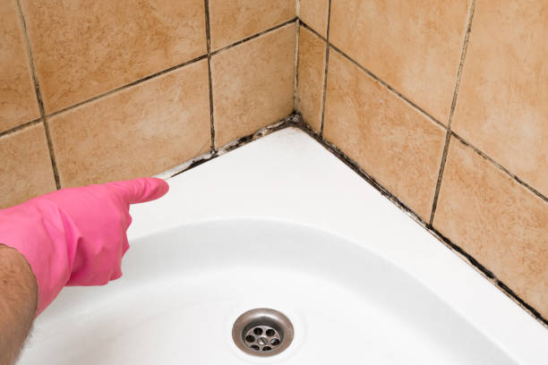 Best Affordable Mold Removal  in Ashdown, AR