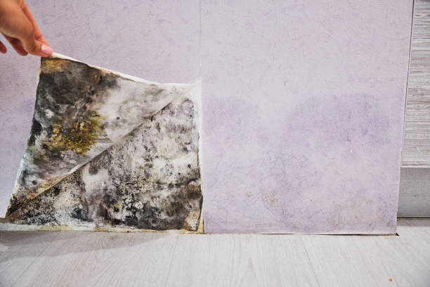 Best Certified Mold Removal  in Ashdown, AR